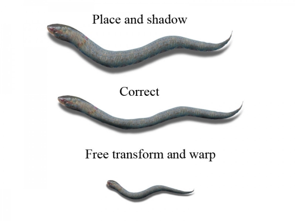 Creation of Fish snakes: Step 5